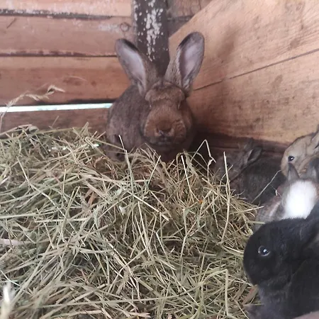 Swiety Spokoj Farma *